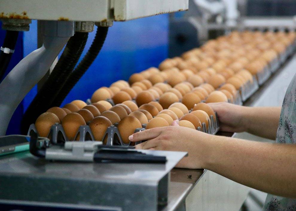 The Egg Basket eggs going through the washing, grading, and packing process on the family farm in Macedonia, IL
