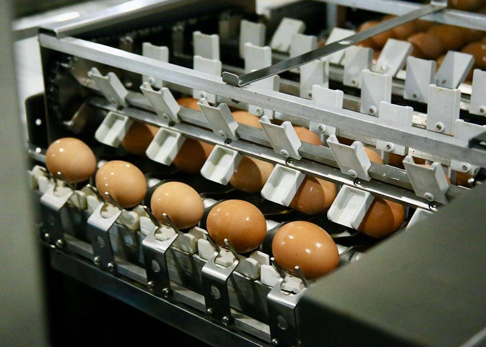 The Egg Basket eggs going through the weighing and sorting process on the family farm in Macedonia, IL